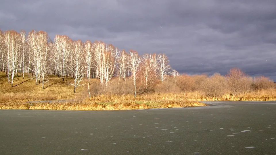 A line of bare birch trees with white trunks stands on a grassy slope against a dark, cloudy sky.
