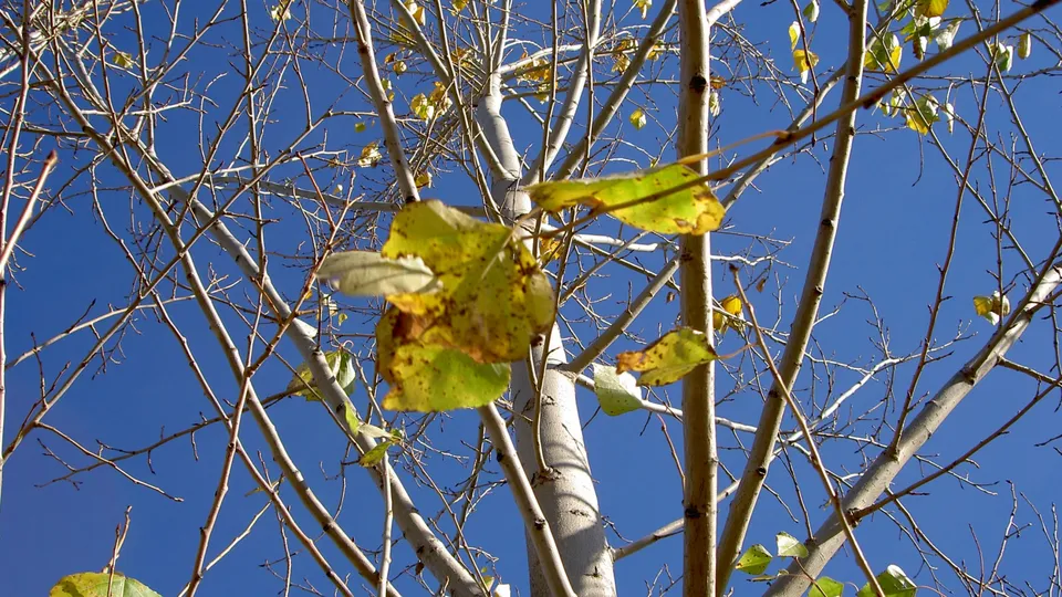 A close-up view of a tree with mostly bare branches and a few yellowing leaves against a bright blue sky.