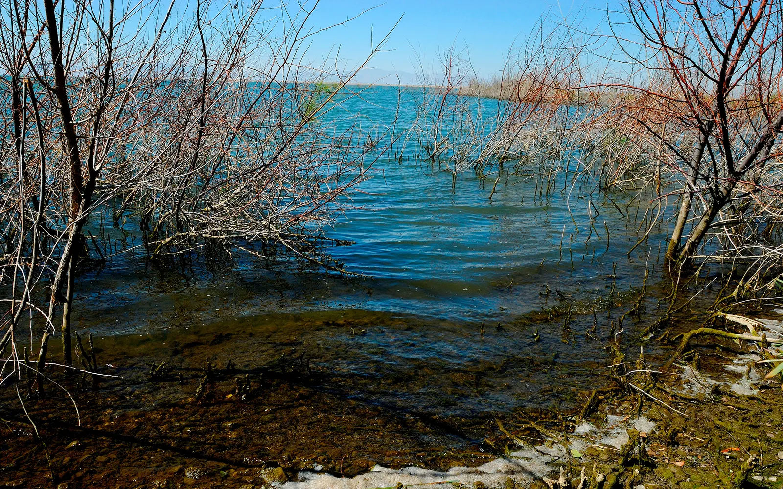 Bare tree branches emerge from the water's edge, with the blue water rippling under a clear sky.