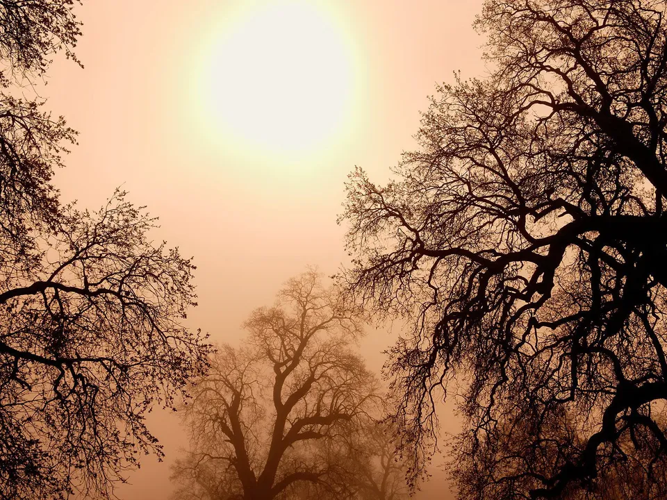 Bare tree branches are silhouetted against a hazy, sunlit sky.