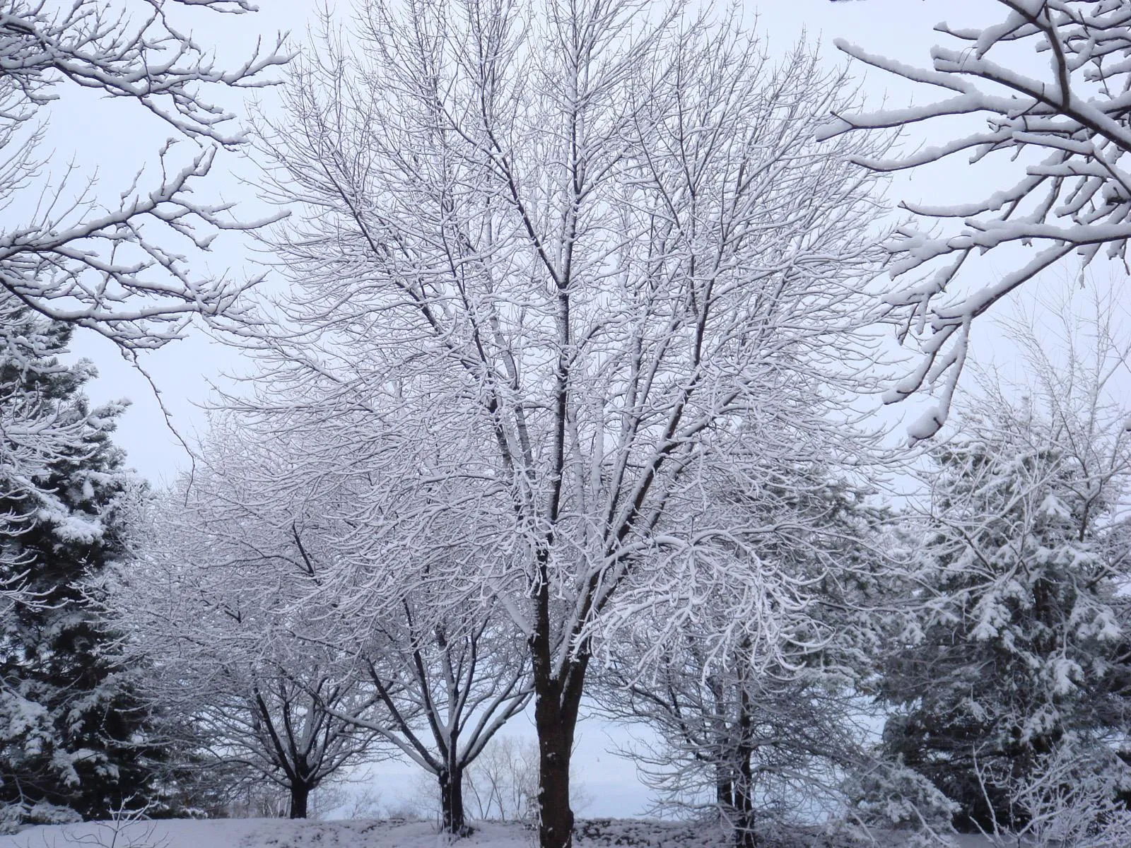 Bare tree branches covered in fresh snow against a pale, overcast sky.