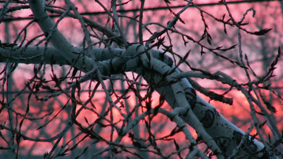 Close-up of bare tree branches silhouetted against a vibrant pink and orange sunset sky.