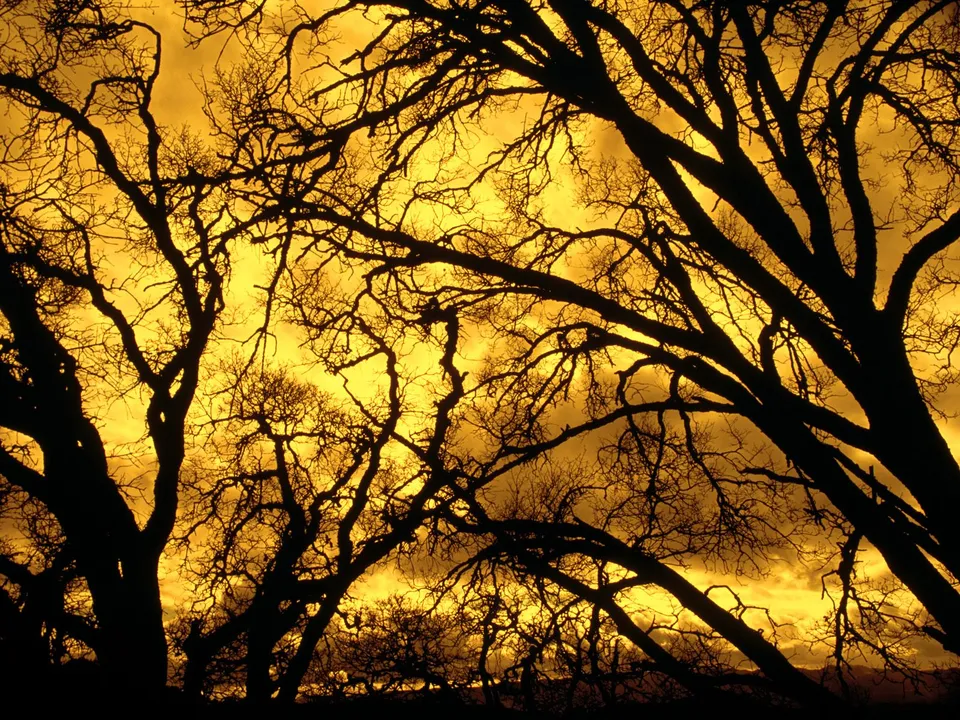 Silhouetted bare tree branches against a dramatic golden and cloudy sky.