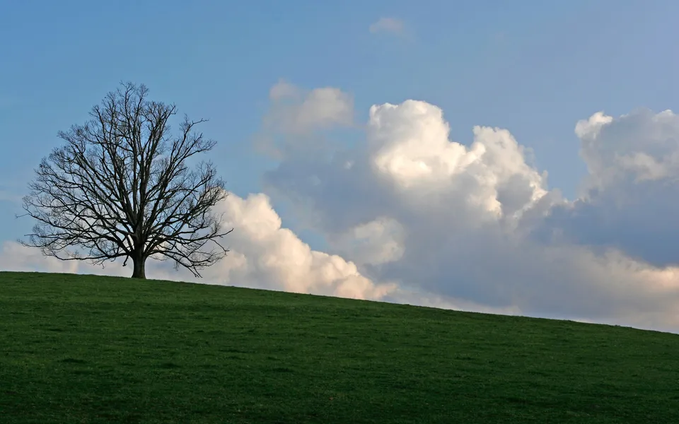 A solitary bare tree stands on a green grassy hill under a blue sky with dramatic white clouds.