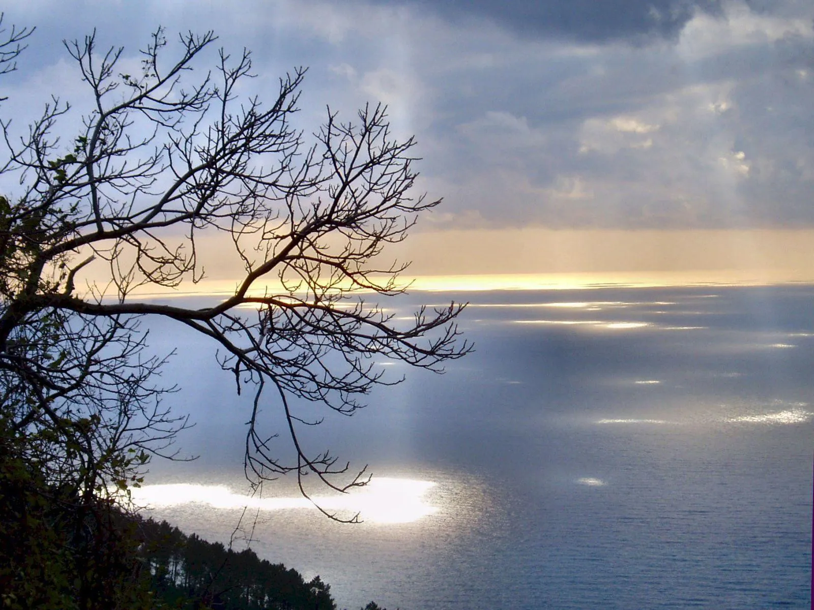 Silhouette of bare tree branches in the foreground with a sunlit ocean and cloudy sky in the background.