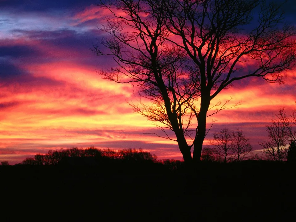 A large bare tree is silhouetted against a dramatic sky of fiery orange, pink, and purple.