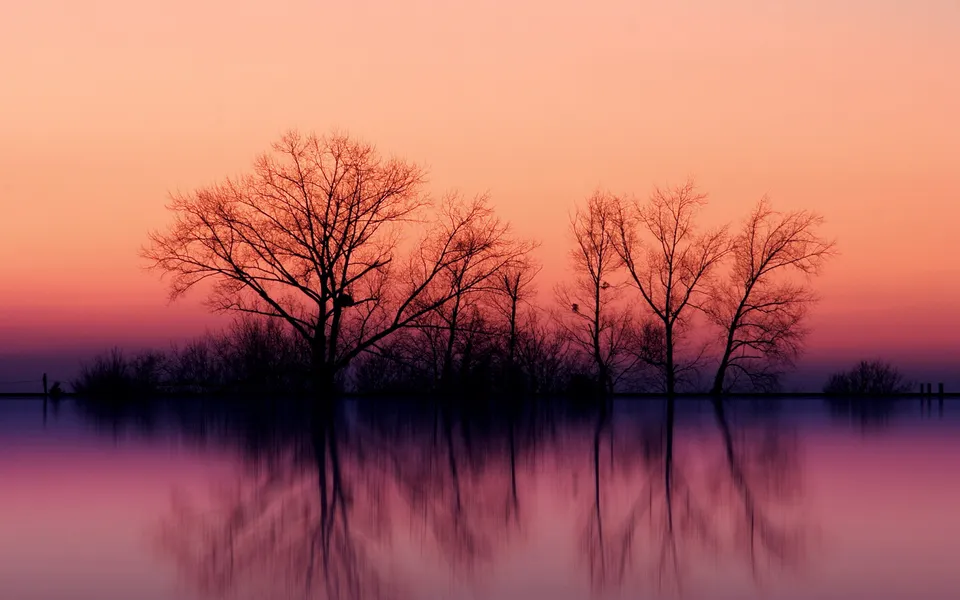 Silhouetted bare trees reflected in calm water during a soft, gradient sunset.