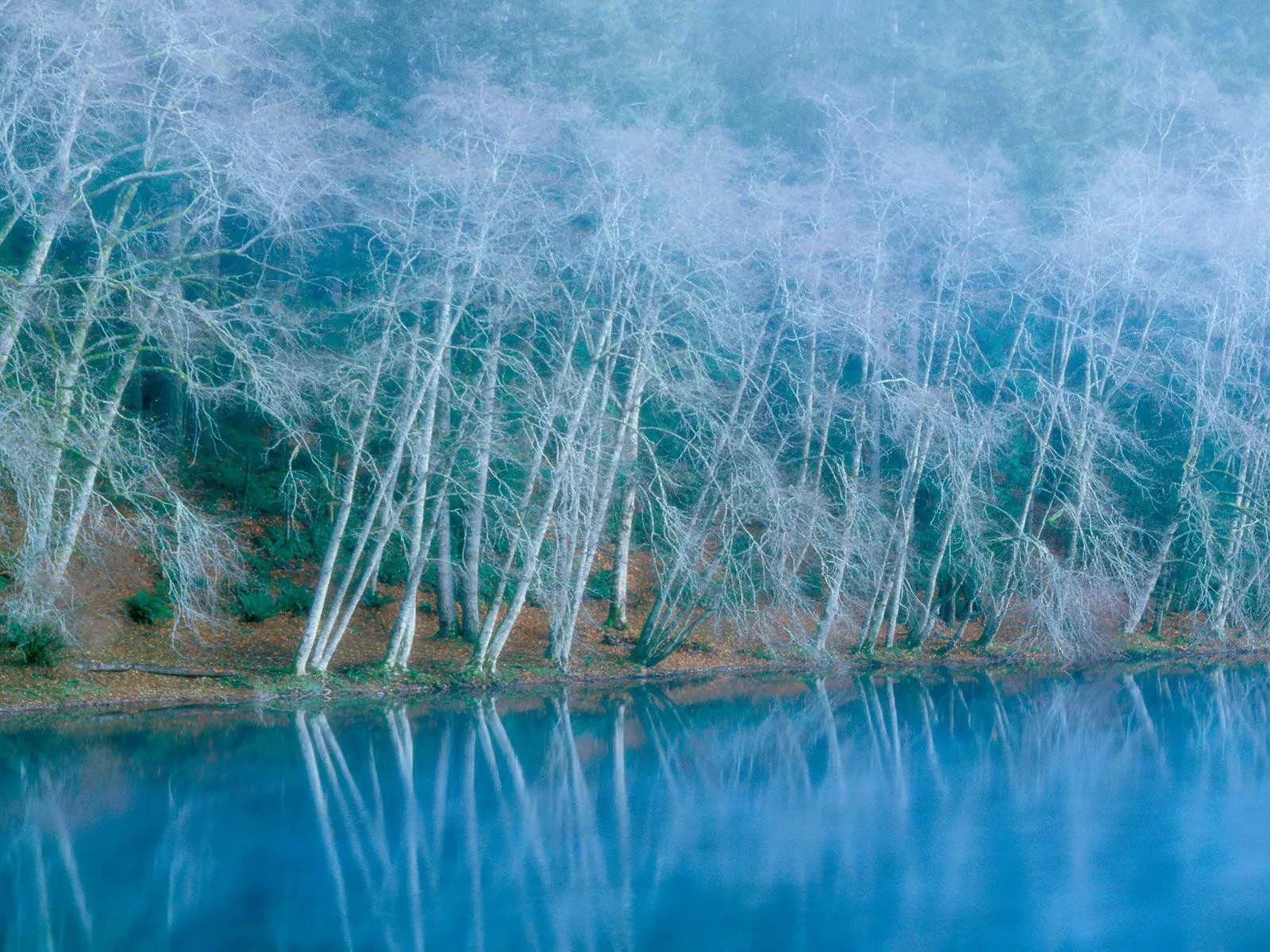 Bare deciduous trees line a misty lake shore, their reflections visible in the water.