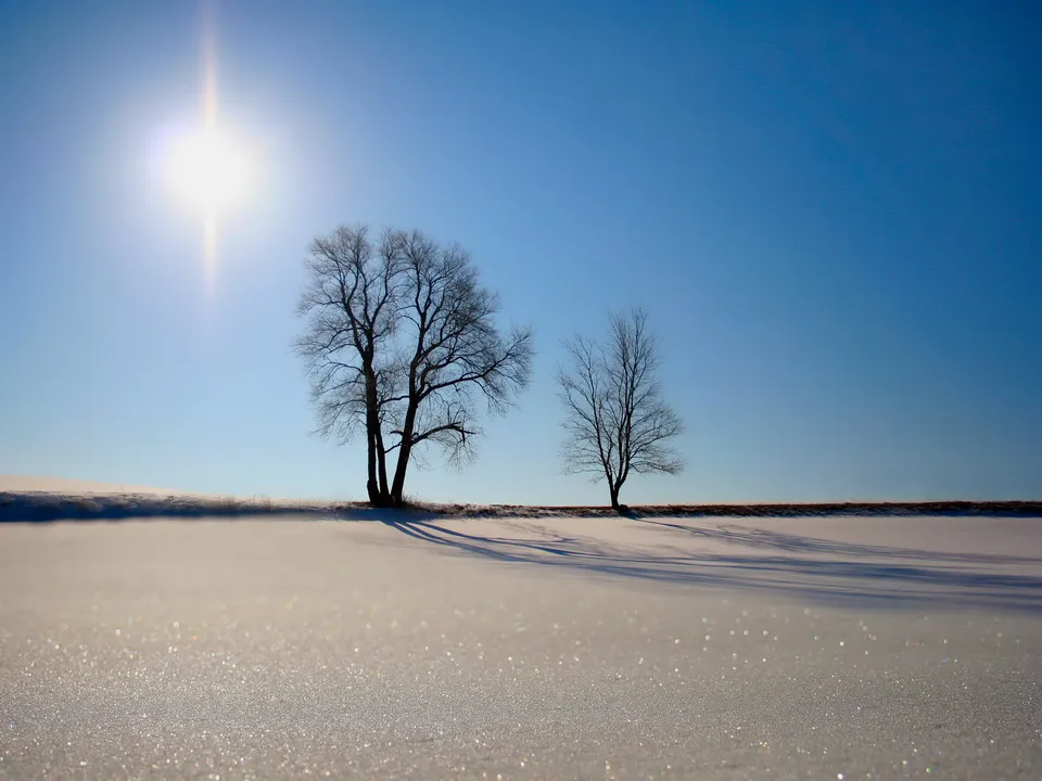 Two bare trees stand in a snow-covered field under a bright sun and clear blue sky.