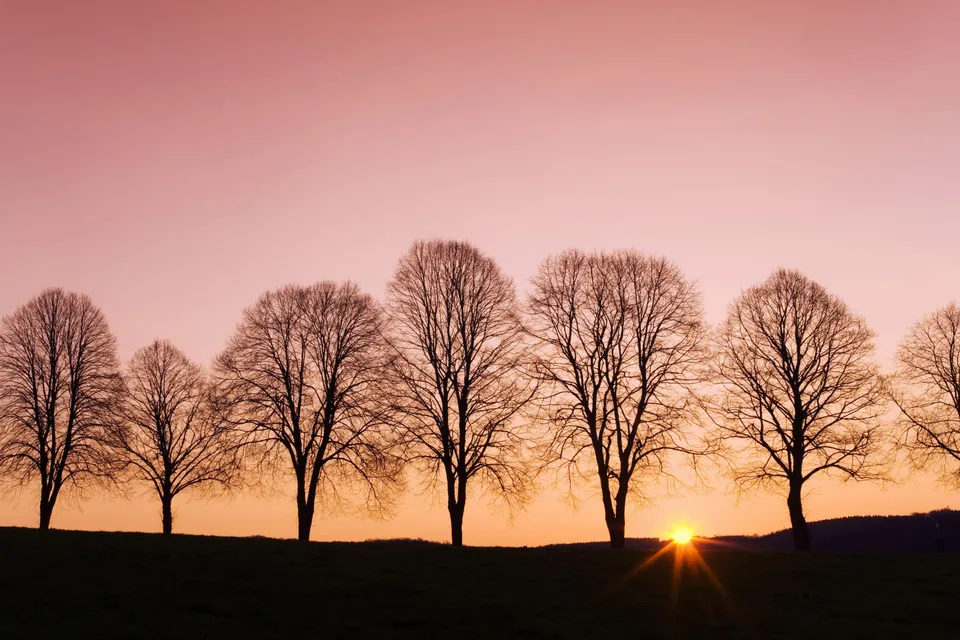 Silhouettes of bare trees line a grassy hill against a soft pink and orange sunrise sky.