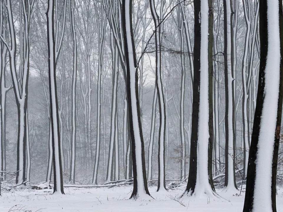 Bare trees with snow on their branches in a winter forest.