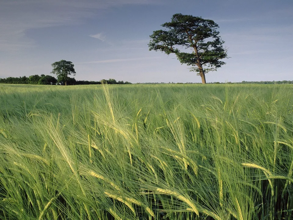 A vast field of green barley stretches towards the horizon, with two trees silhouetted against a clear blue sky.
