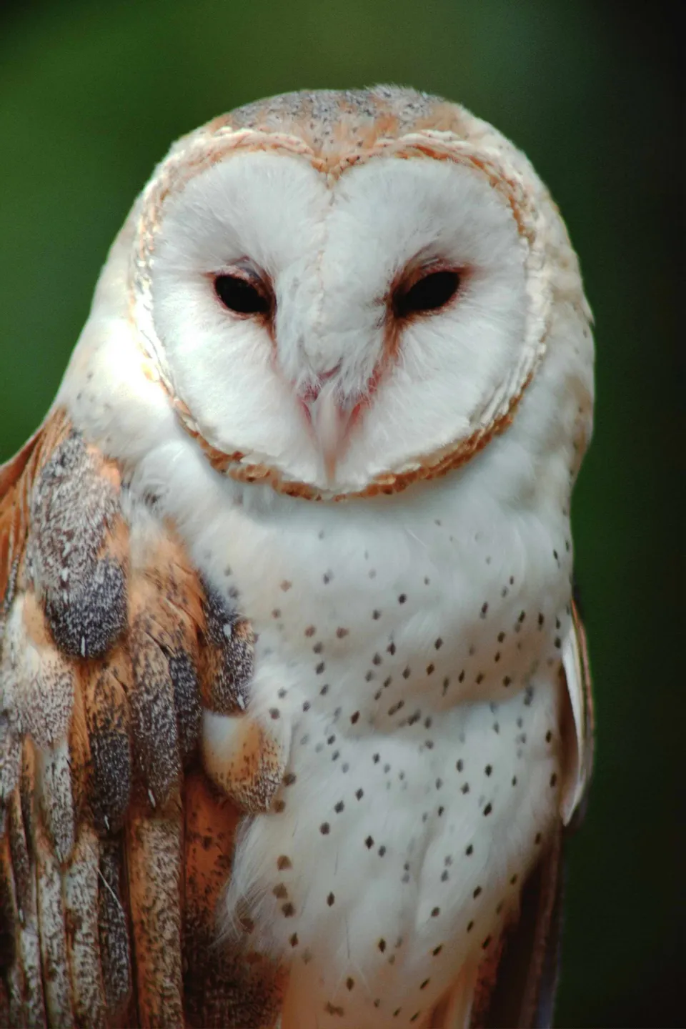 A close-up portrait of a barn owl with its distinctive heart-shaped facial disc and dark eyes.