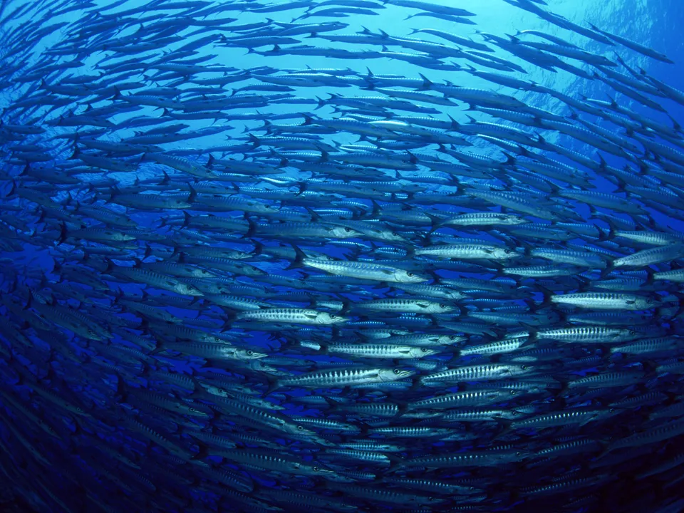 A large school of barracuda fish swims in formation in clear blue ocean water.