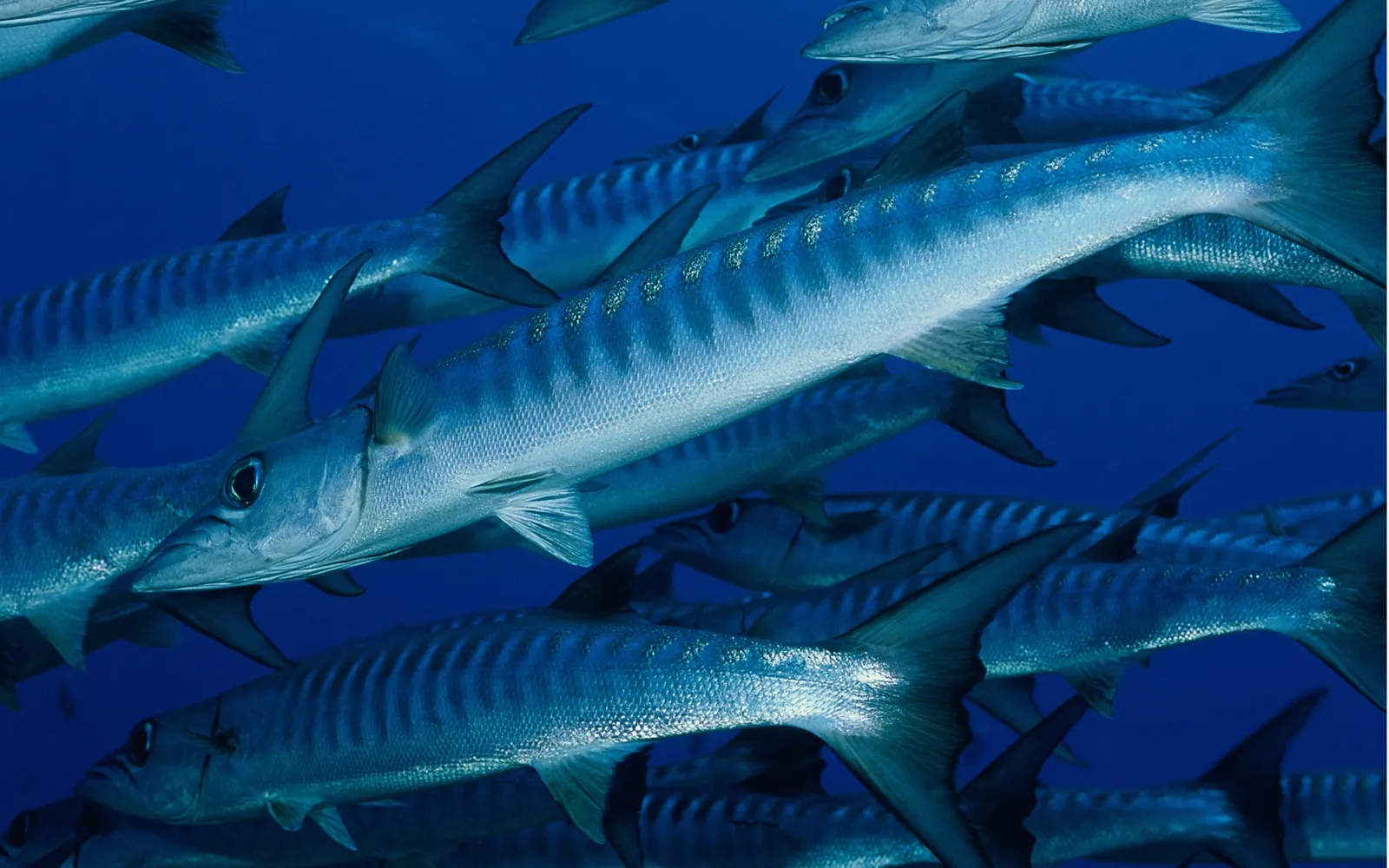 A school of barracuda fish swim together in the deep blue ocean.