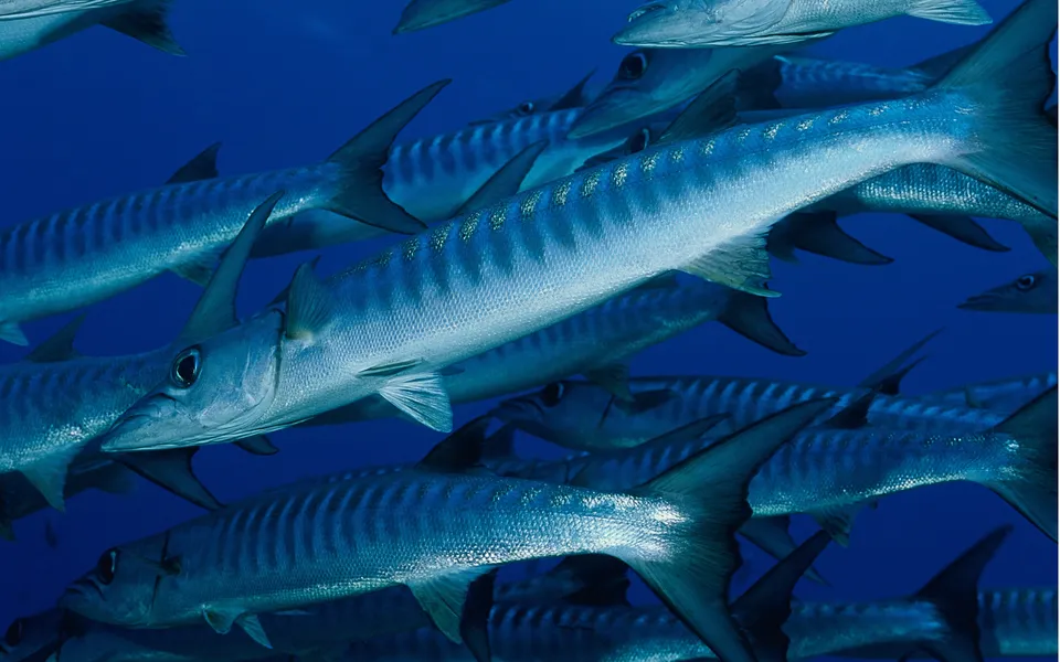 A school of barracuda fish swim together in the deep blue ocean.