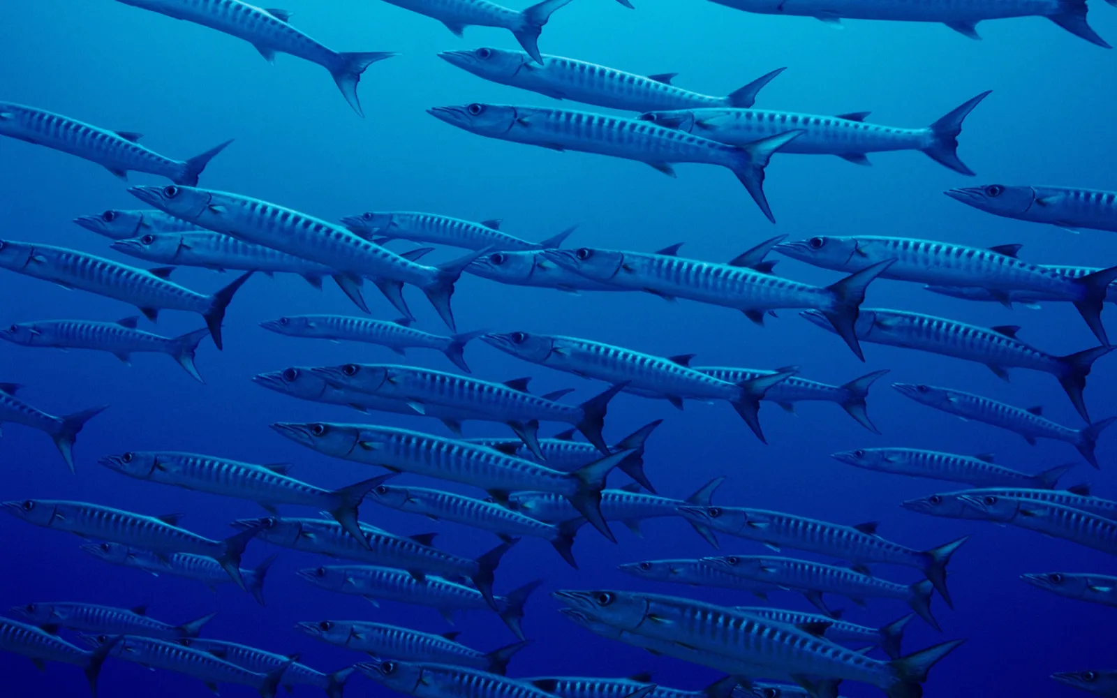 A large school of barracuda fish swim together in clear blue ocean water.
