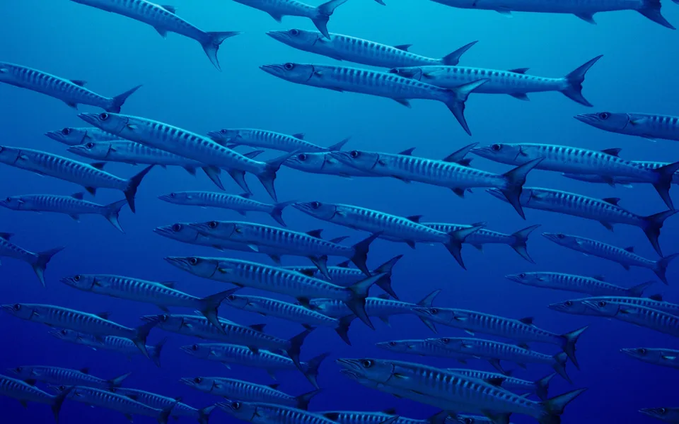 A large school of barracuda fish swim together in clear blue ocean water.