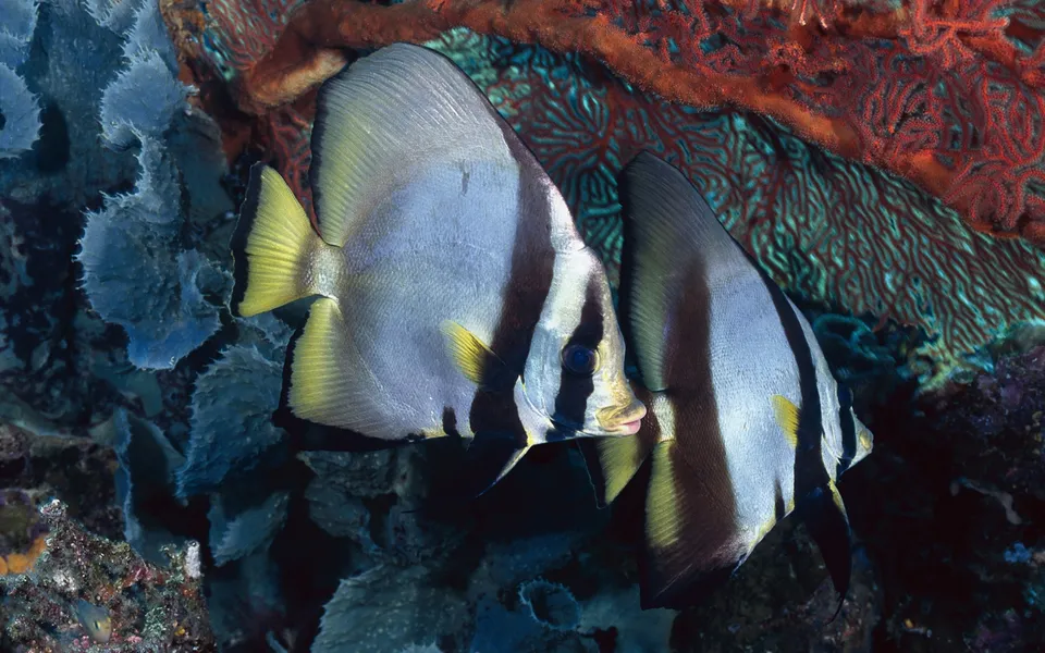 Two silver and black striped batfish swim near blue and red coral.