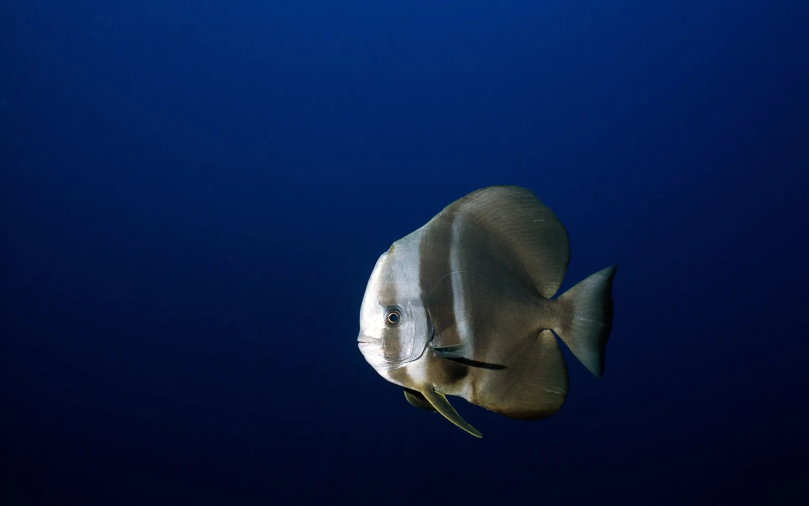 A silver batfish with vertical stripes swims in the deep blue ocean.