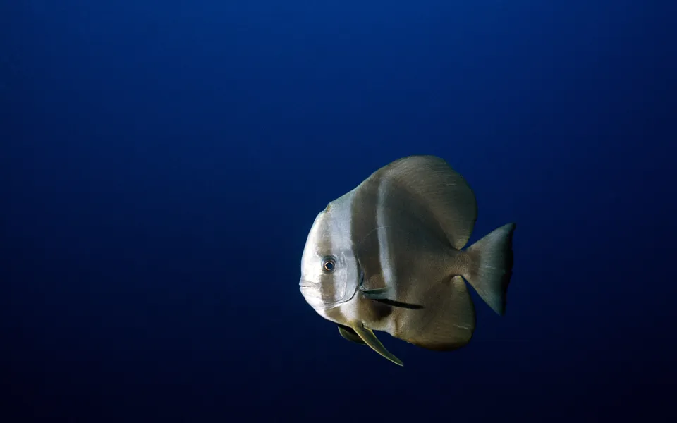 A silver batfish with vertical stripes swims in the deep blue ocean.