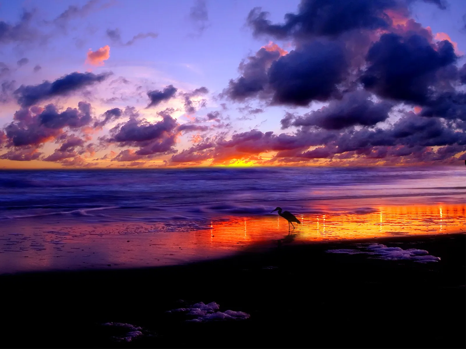 A silhouette of a bird stands on a wet beach reflecting a vibrant sunset sky with dramatic clouds.