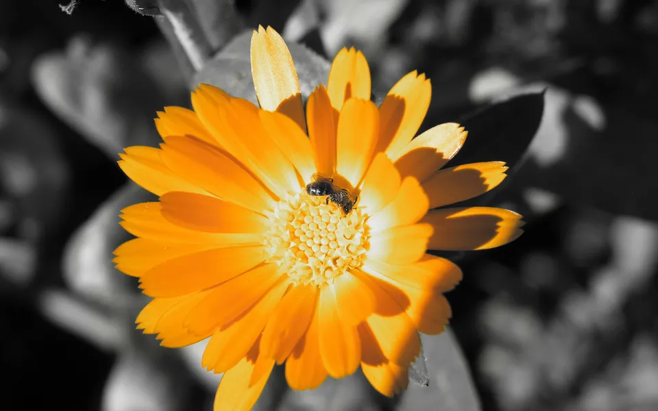 A close-up of a bright orange marigold with a small bee on its center, set against a desaturated background.