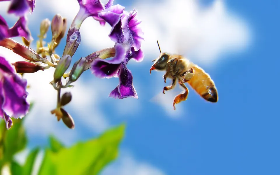 A bee flies towards a cluster of purple flowers against a bright blue sky with white clouds.