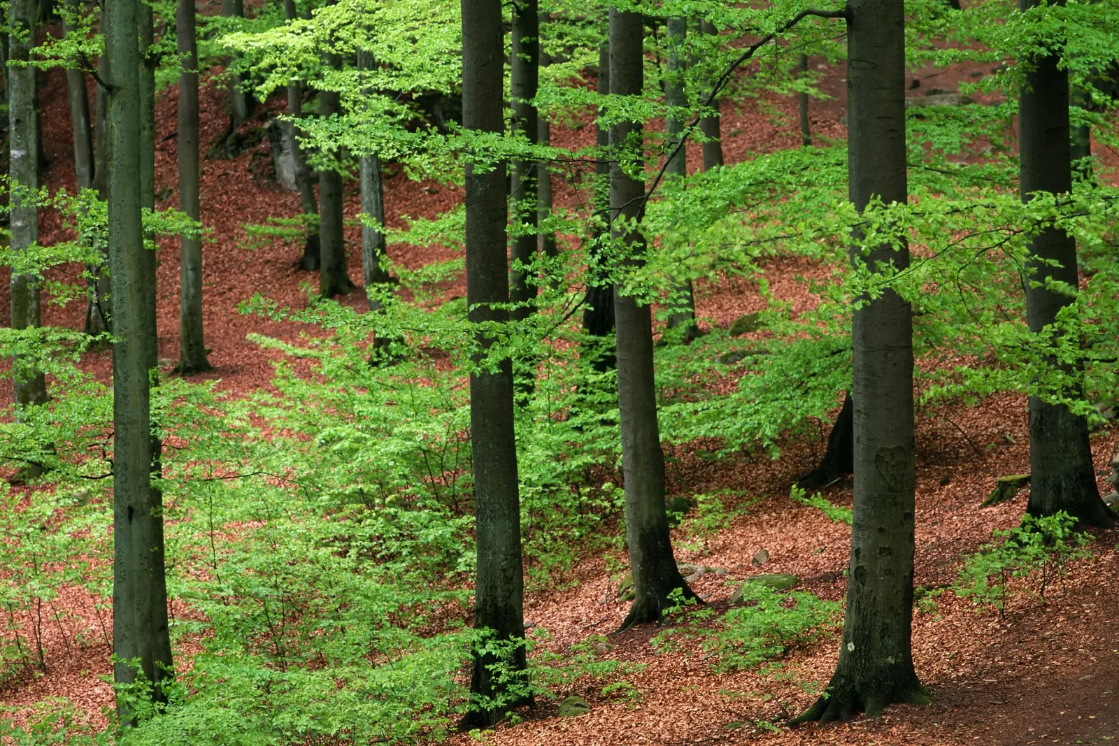 A dense beech forest with vibrant green leaves on the trees and a carpet of brown leaves on the ground.