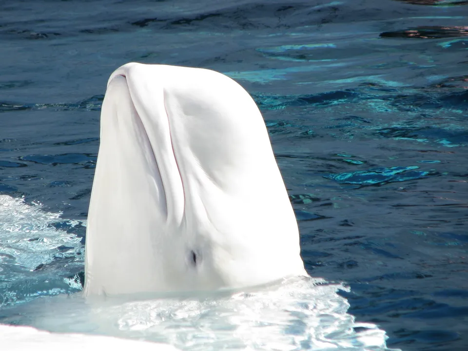 A white beluga whale emerges from dark blue water, its head tilted upwards.