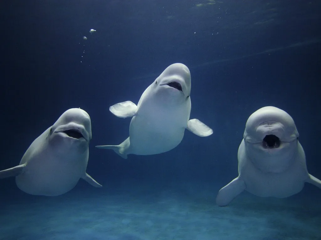 Three white beluga whales swim in dark blue water, two facing forward and one to the side.