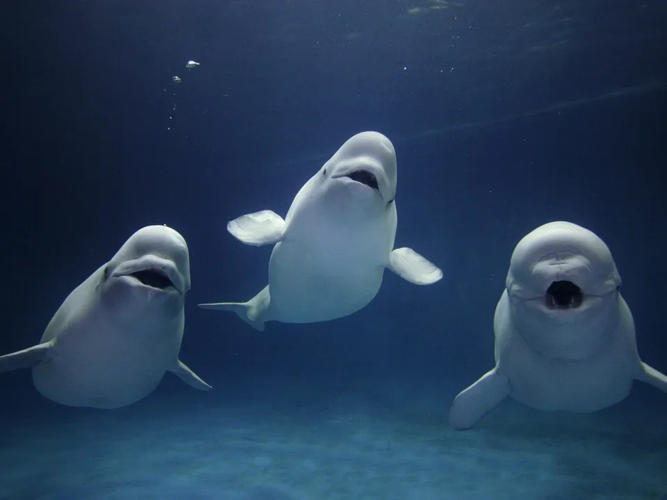 Three white beluga whales swim in dark blue water, two facing forward and one to the side.