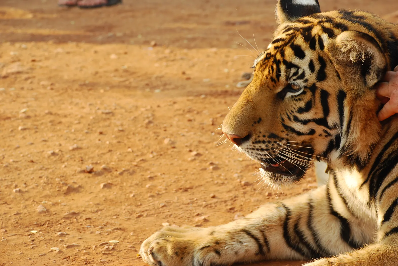 A close-up profile view of a Bengal tiger lying down, with a hand petting its head.