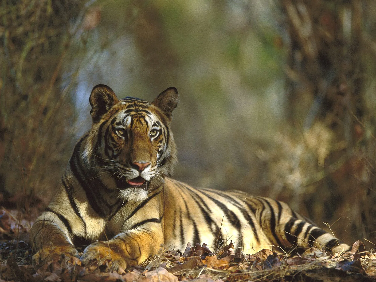 A Bengal tiger lies on a bed of fallen leaves in a forest, looking towards the camera with its mouth slightly open.
