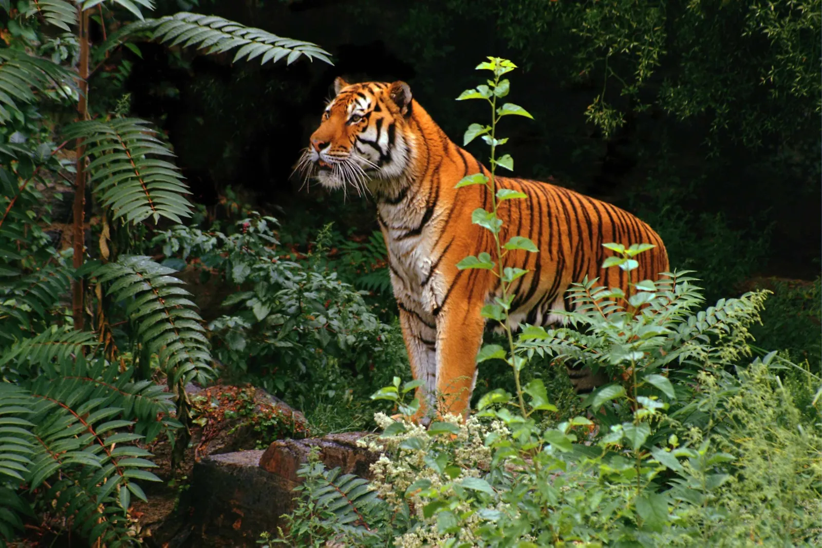 A Bengal tiger stands alert amidst dense green foliage and ferns in a forest setting.