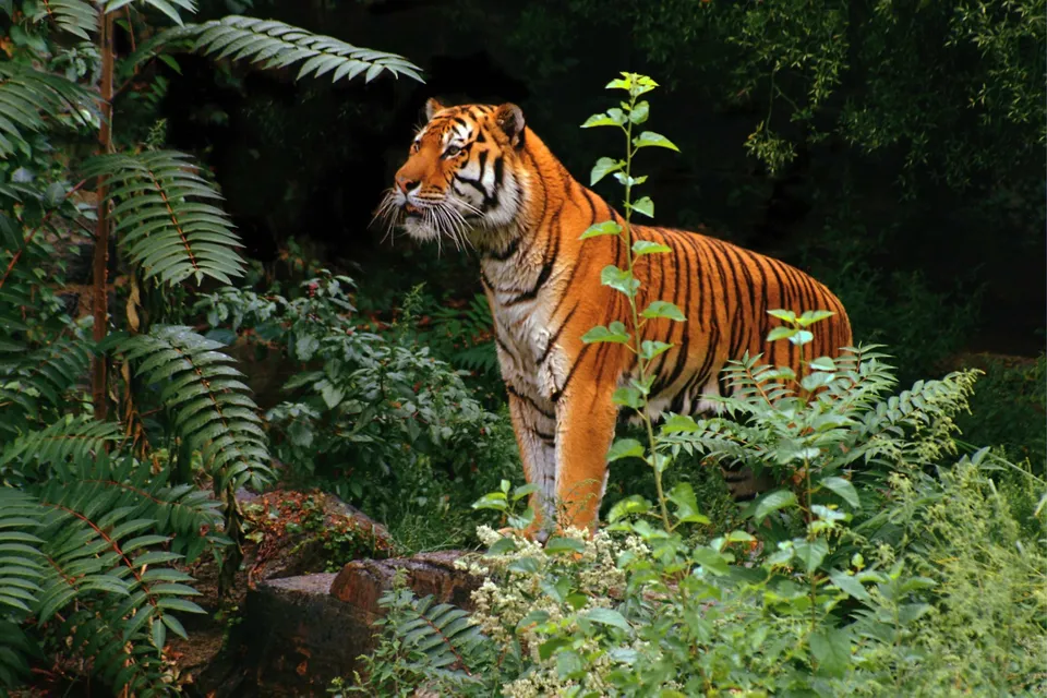 A Bengal tiger stands alert amidst dense green foliage and ferns in a forest setting.