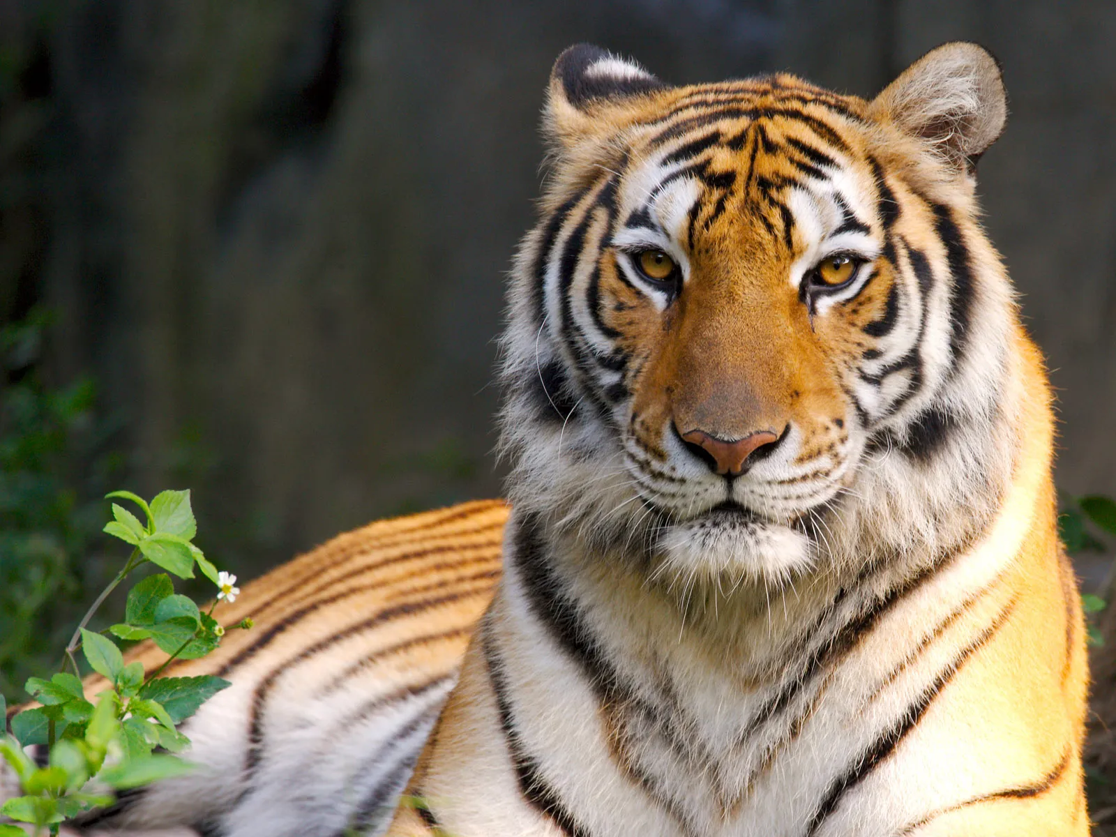 Close-up portrait of a Bengal tiger with striking orange fur and black stripes, looking directly at the camera.