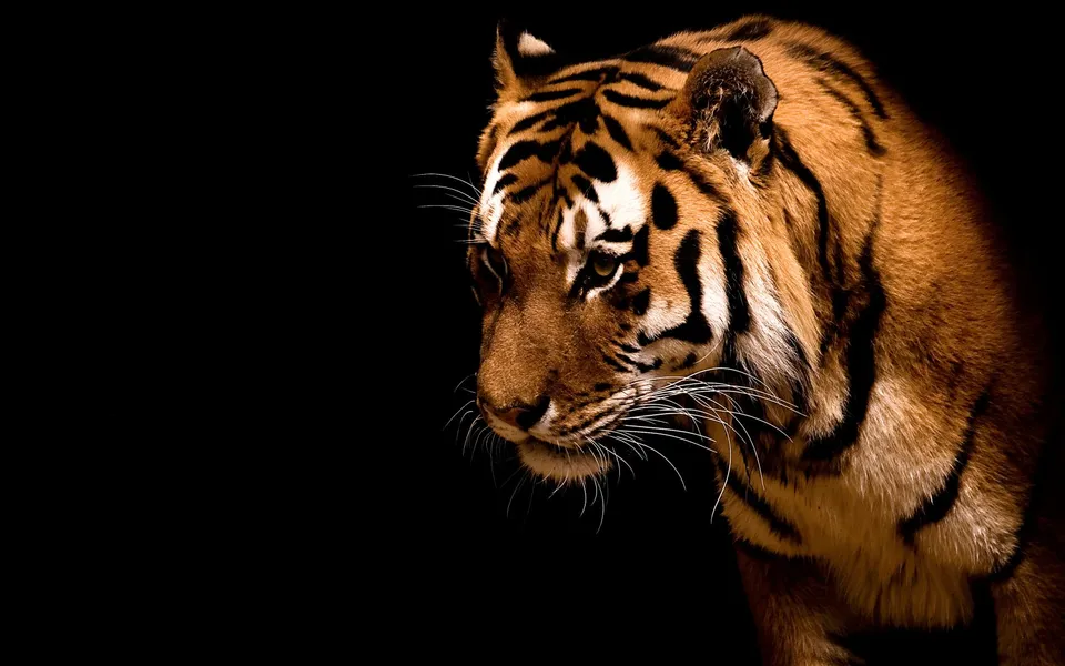 Close-up portrait of a Bengal tiger with striking orange fur and black stripes against a dark background.