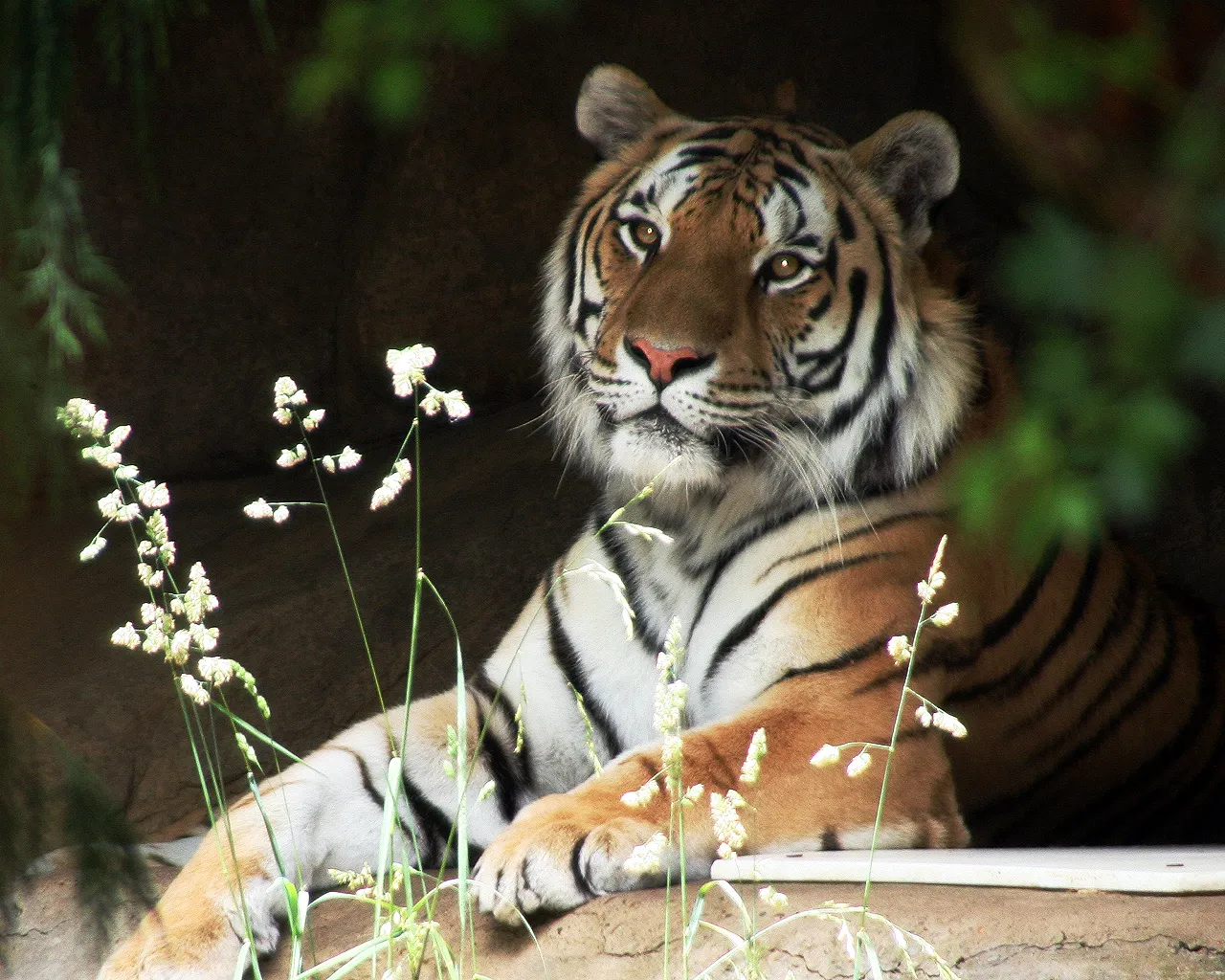 A Bengal tiger rests in a shaded area, with tall grasses in the foreground and green foliage visible.