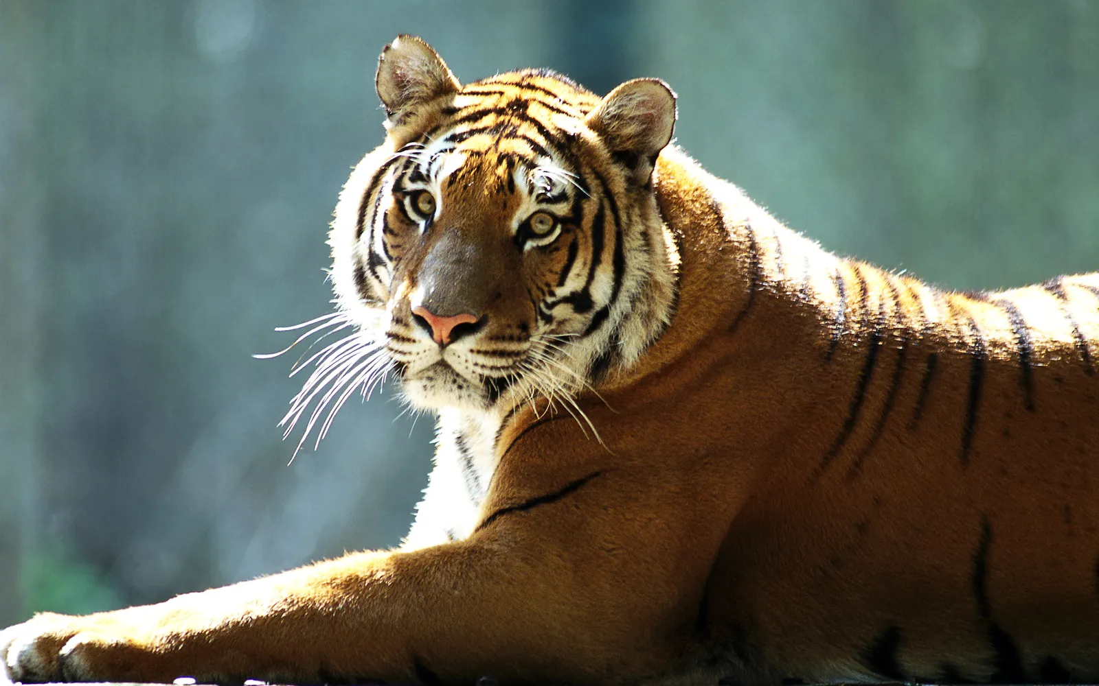 Close-up portrait of a Bengal tiger with striking orange fur and black stripes, looking intently at the camera.