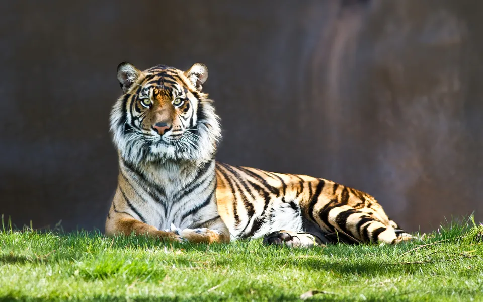 A Bengal tiger lies on green grass, looking directly at the camera with an intense expression.