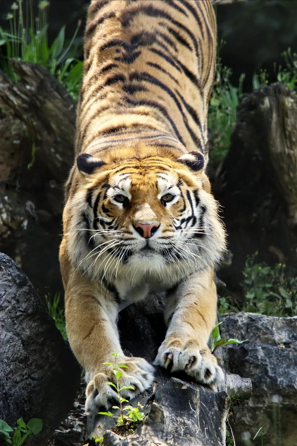 A Bengal tiger is stretching forward on a rocky surface with green foliage in the background.