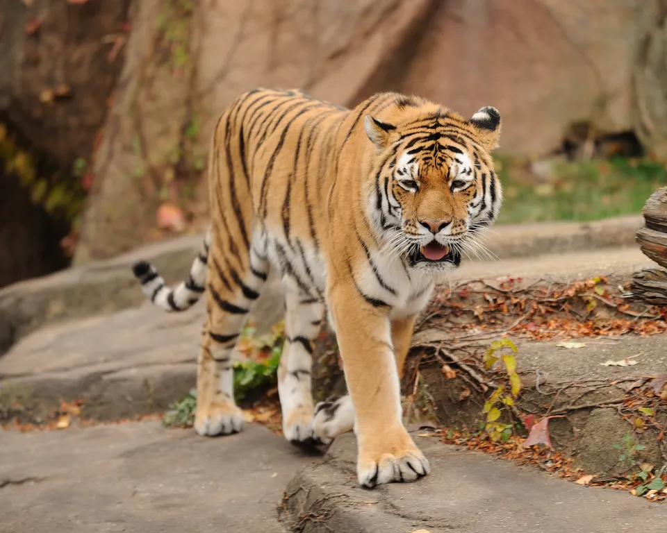 A Bengal tiger with orange and black stripes walks forward, its mouth slightly open.