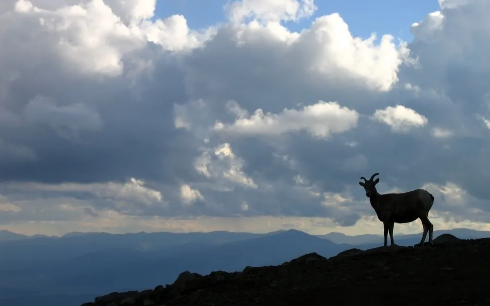 A bighorn sheep stands silhouetted on a rocky ridge against a dramatic sky with clouds and distant mountains.
