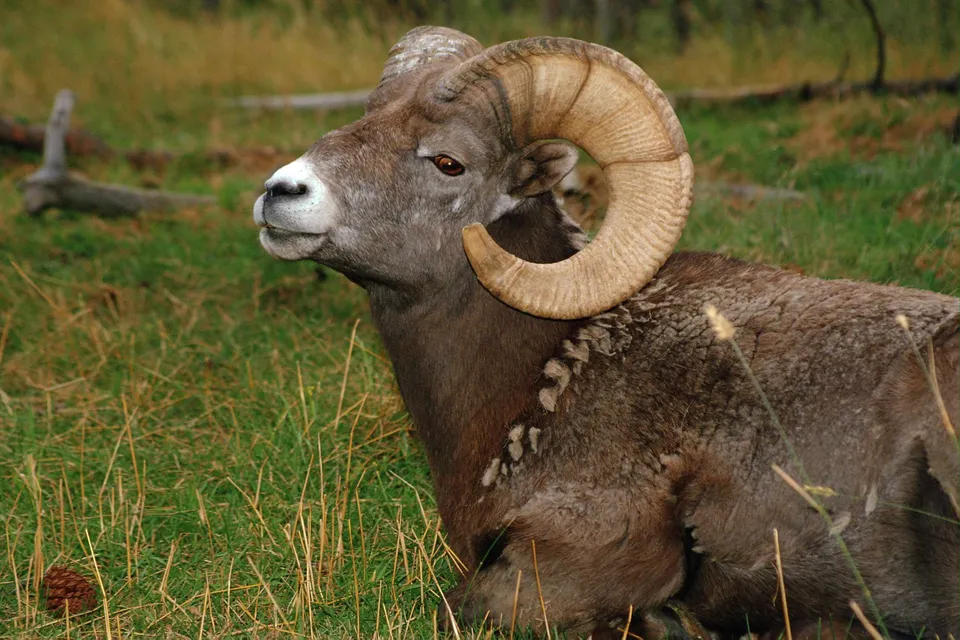 A close-up profile of a bighorn sheep with large curled horns resting in a grassy field.