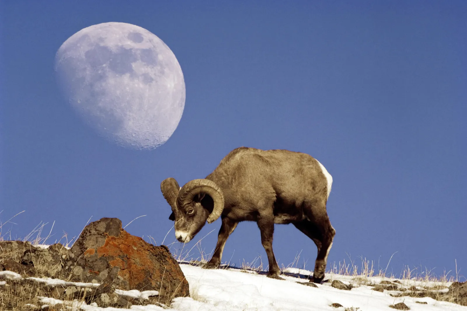 A bighorn sheep stands on a snowy slope with a large moon in the clear blue sky.