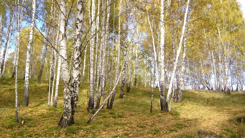 A dense forest of birch trees with white trunks and yellowing leaves, with fallen leaves on the ground.