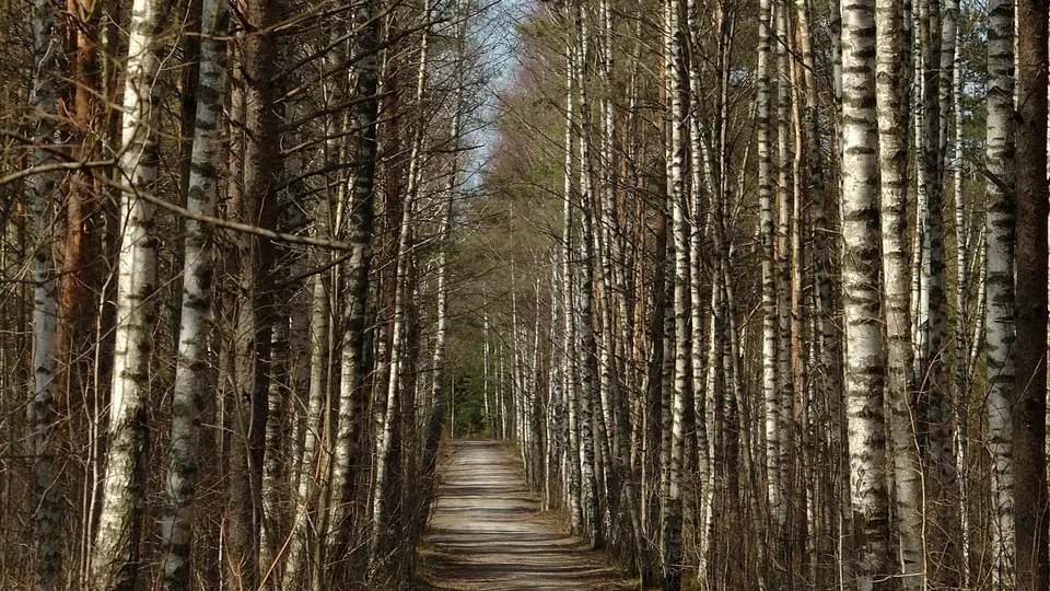 A dirt path winds through a dense forest of birch trees with white bark.