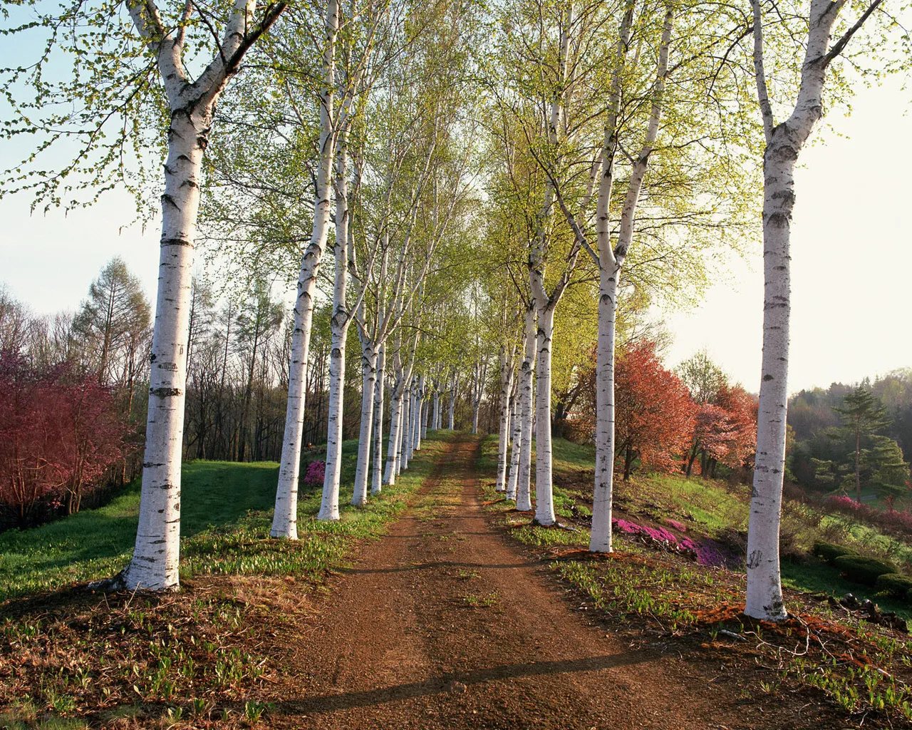 A dirt path lined with tall birch trees with white bark and green leaves.