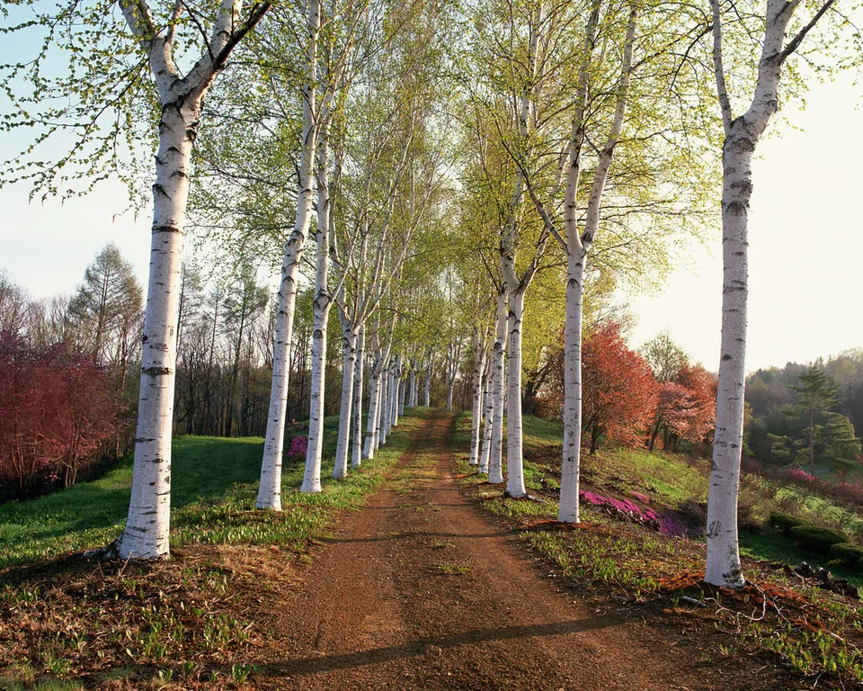 A dirt path lined with tall birch trees with white bark and green leaves.